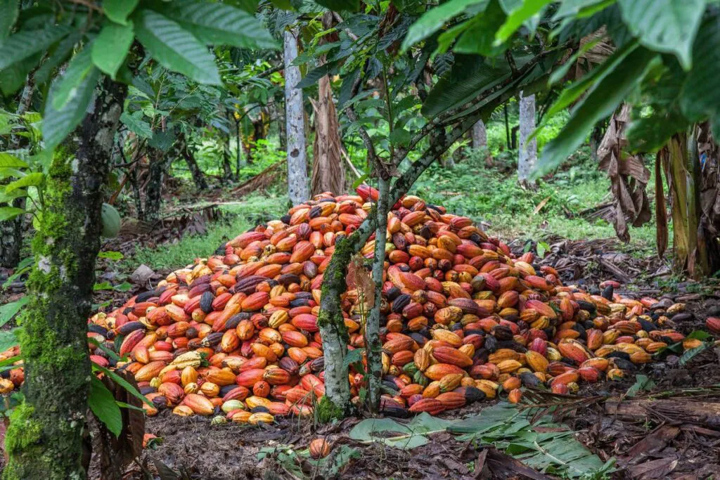 fazenda da cacau